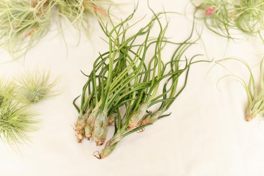 A green tillandsia air plants