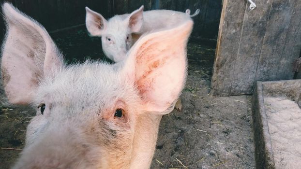 Close-up of a curious pig on a farm