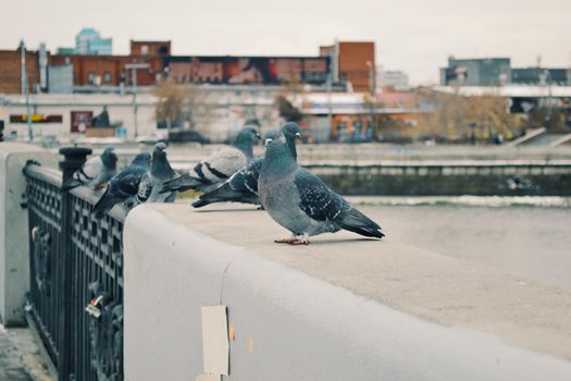 Doves rest on the bridge