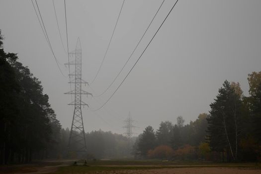 The power lines are so big compared to these trees