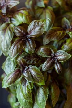 red basil kitchen garden plant leaves closeup, macro