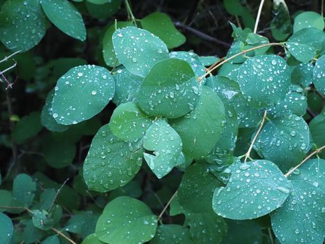 rain drops on green leaves of a plant