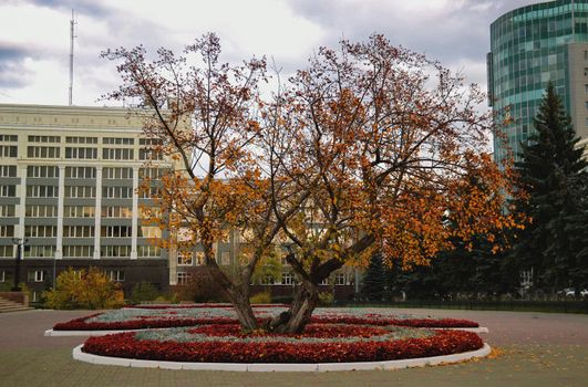 Tree with orange leaves surrounded by flower beds