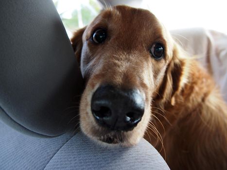 Cute Golden Retriever rest head on front seat of car.