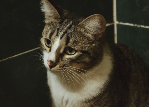 Portrait of a pensive sitting cat