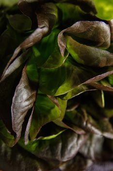 Bunch of fresh lettuce leaves on a dark background. Close-up.