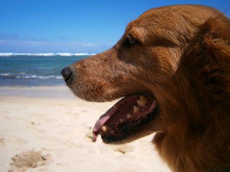 Close-up of Golden Retriever Dog Head at the Beach.