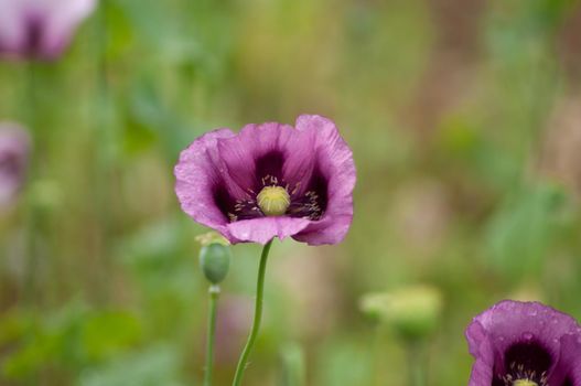 amazing purple poppies summer buds of summer flowers close up, floral background. High quality photo