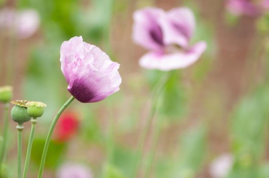 amazing purple poppies summer buds of summer flowers close up, floral background. High quality photo