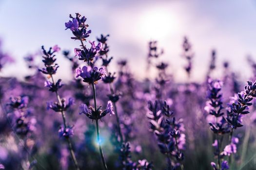 Close up Lavender flower blooming scented fields in endless rows on sunset. Selective focus on Bushes of lavender purple aromatic flowers at lavender fields