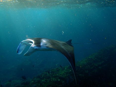 Large Manta Ray swims under the waves among small fish in Hanamau Bay on Oahu, Hawaii