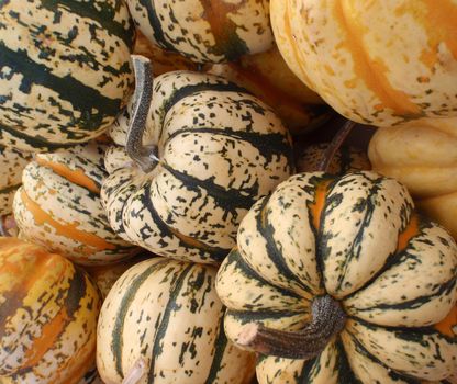 Close up of small organic pumkins at a farmers market in San Francisco