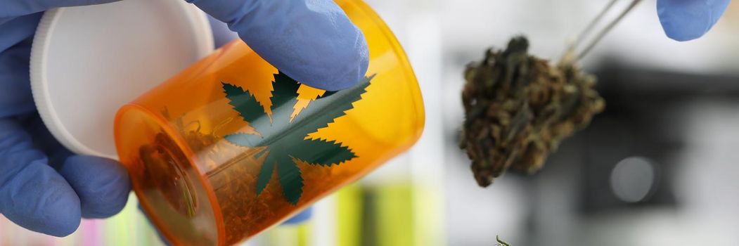 Close-up of laboratory worker in glove put marijuana in glass container with tweezer tool. Experiment with dry cannabis in lab, hemp buds. Medicine concept