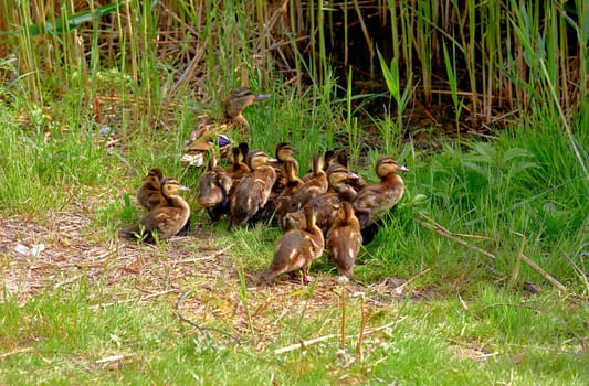 a waterbird with a broad blunt bill, short legs, webbed feet, and a waddling gait. Mom wild brown duck leads her baby ducklings to the water in the reeds.