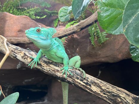 Green chameleon sits on a branch among the stones. High quality photo