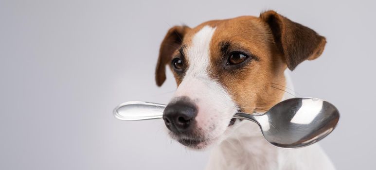 Close-up portrait of a dog Jack Russell Terrier holding a spoon in his mouth on a white background