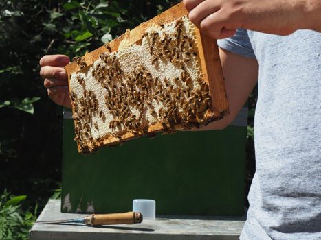 Beekeeper working with bees and beehives on the apiary. Beekeeping concept. Beekeeper harvesting honey Beekeeper on apiary.