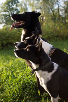 head shot of three white and black dogs of blurry green background. Side profile view. Group side view portrait of dog of different breeds