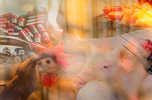 Chickens and pigs in livestock farms use antibiotics. Antibiotic drug resistance problem. Commercial poultry farming. Poultry and pork industry. Global food crisis concept. Antibiotic pills and needle