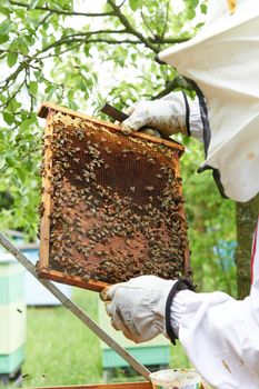 Vertical photo of a beekeeper checking a beehive and the production of honey