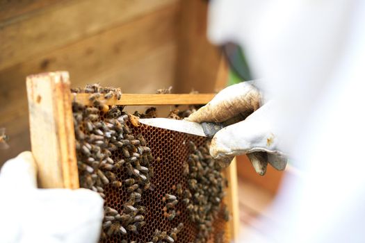 Close up view of the hands of a beekeeper removing honey from a panel with a knife