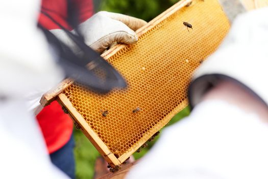 Focus on a panel of a beehive in the hands of a beekeeper