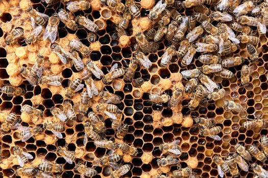 Close up photo of many bees in a hive with honey