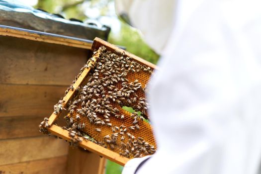 Beekeeper with protective gear holding an artificial bee hive full of bees