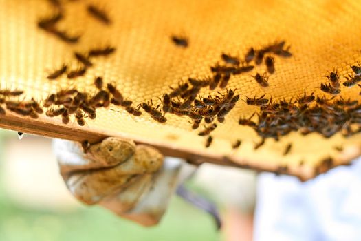 Low angle view of the gloved hand of a beekeeper holding a bee hive