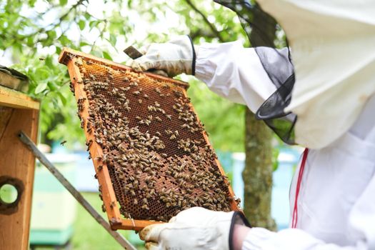 Protected beekeeper with a panel of a beehive full of bees checking honey production