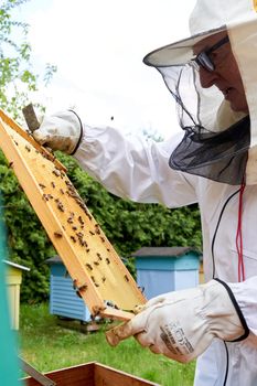 Vertical photo of a beekeeper checking the honey production of some bees