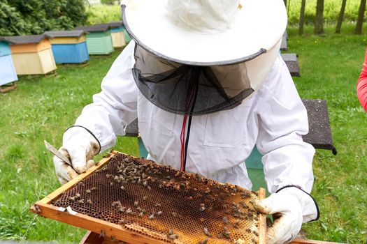 beekeeper holding a plate with a hive of bees looking at honey production