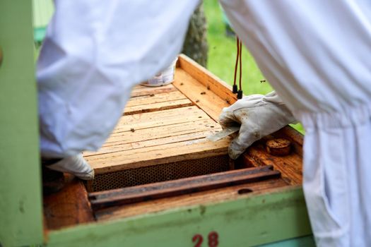 Hands of a beekeeper checking the shelter with beehive in a farm