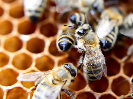 Close up photo of bees in a hive with honey