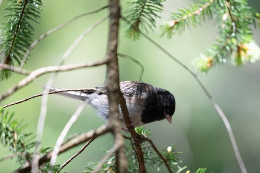 Dark-eyed junco sitting on a branch staring out, near Poets Cove,British Columbia