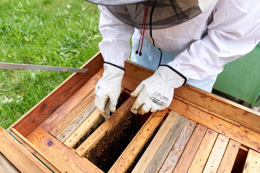 Beekeeper taking a panel out of the bee hive to monitor honey production