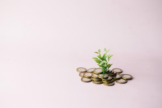 Close up of young plan growing through coins