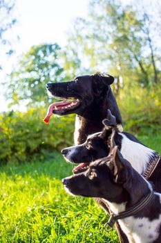 head shot of three white and black dogs of blurry green background. Side profile view. Group side view portrait of dog of different breeds