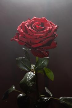 Blooming red rose bud in water drops on a black background, use as background, wallpaper, greeting card