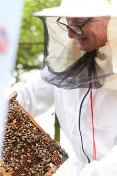 Cropped vertical photo of a beekeeper working with a panel of a bee hive in a garden