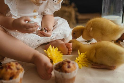 Cute fluffy ducklings on the Easter table with quail eggs and Easter cupcakes, next to a little girl. The concept of a happy Easter.