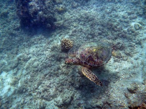 Hawaiian Sea Turtle swims above coral rocks the waters of Waikiki on Oahu, Hawaii.  Known in Hawaiian as Hono.