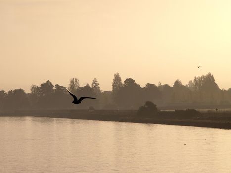 Western Seagull Birds fly in foreground with Alameda in the background