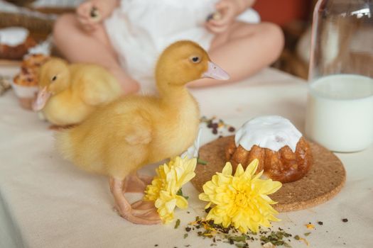 Cute fluffy ducklings on the Easter table with quail eggs and Easter cupcakes, next to a little girl. The concept of a happy Easter.