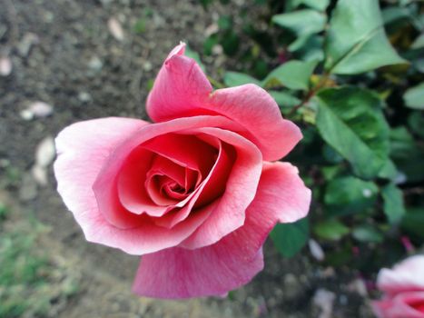 Blooming Pink Rose in Garden in LA.