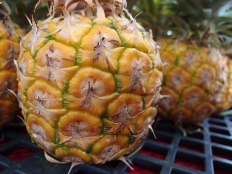 Close-up of row of mini Pineapple for sale at farmers market.