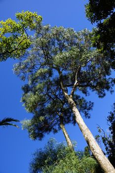 Two native Hawaiian Koa trees in the woods.