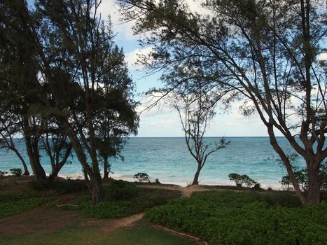 Waimanalo Beach with Paths leading to beach surrounded by ironwood trees and napakaa plants.