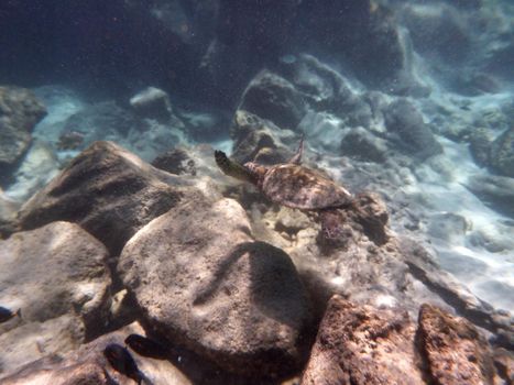 Small Hawaiian Sea Turtle swims above rocks the waters of Big Island Hawaii.