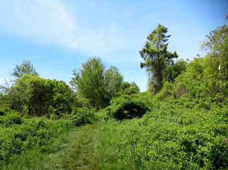 Grass path in the woods on Peaks Island, Casco Bay, Maine